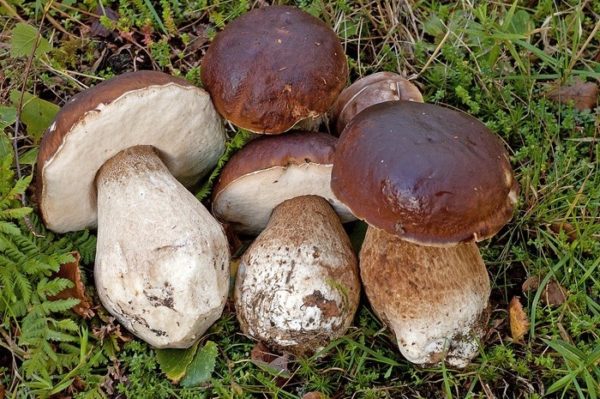 Boletus edulis