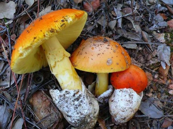 Amanita cesárea