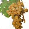 Uvas Moscatel Española