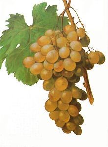 Uvas Moscatel Española